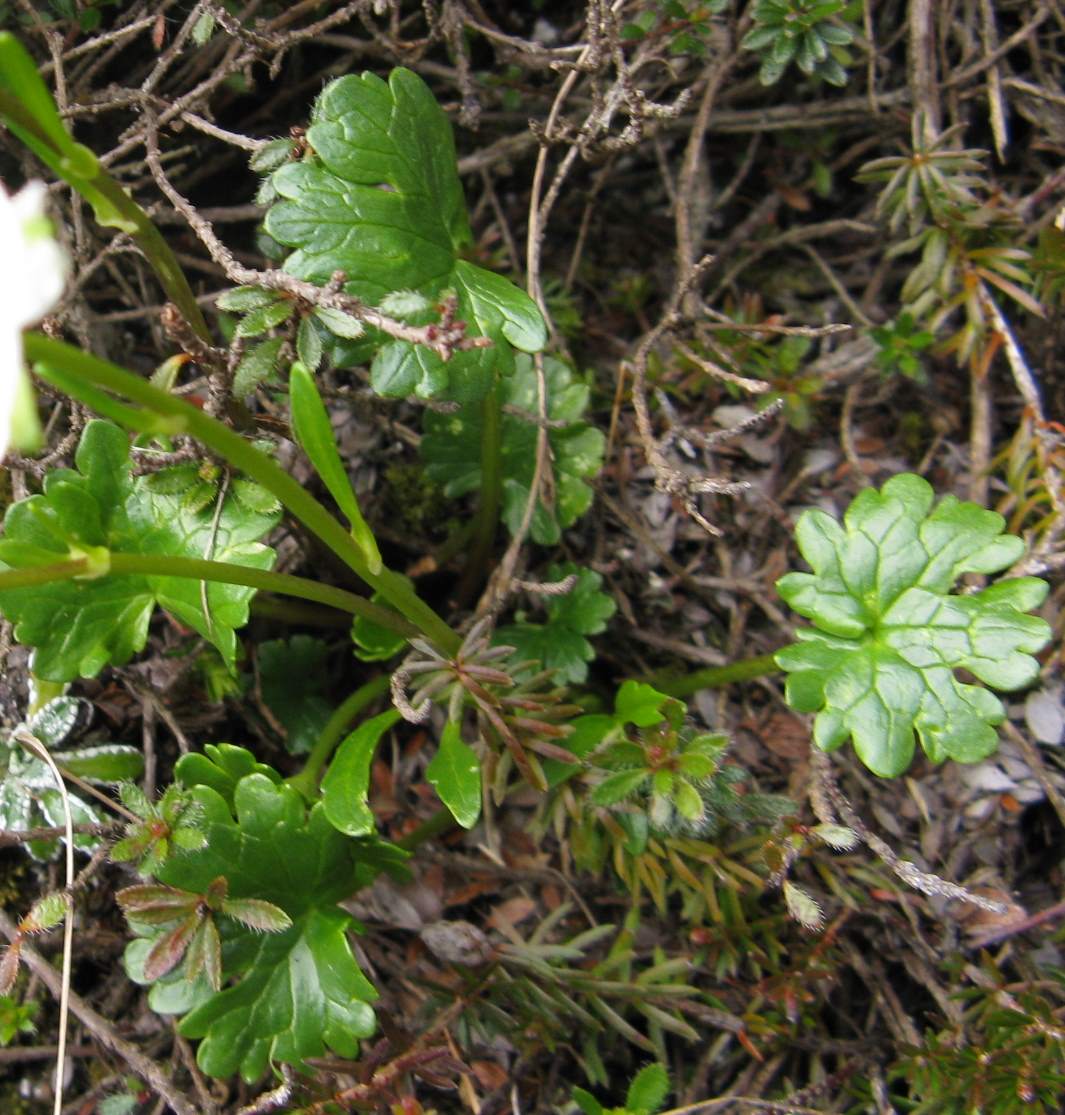 Ranunculus alpestris / Ranuncolo alpestre